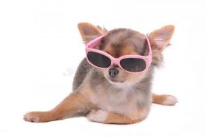 Chihuahua Glasses