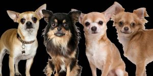 Chihuahua Groups