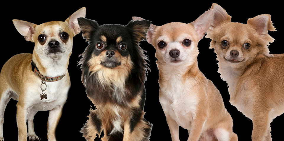 Chihuahua Groups