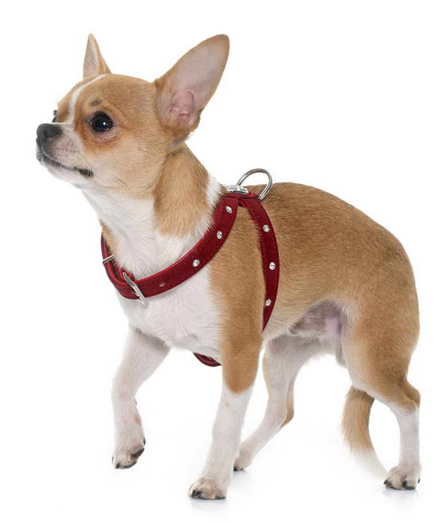 Chihuahua Harness