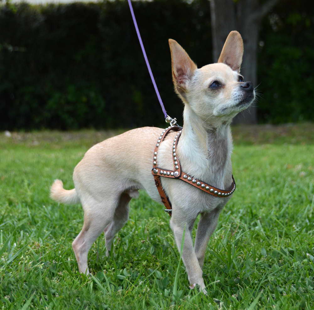 Chihuahua Harnesses