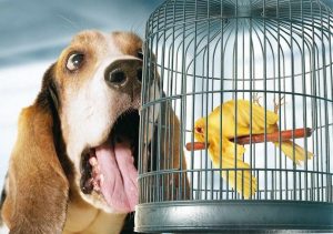 Chihuahua Has Bad Breath