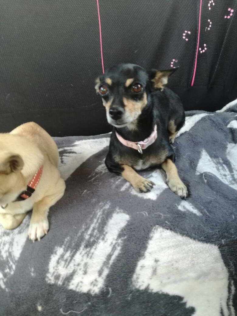 Chihuahua Haven Rescue