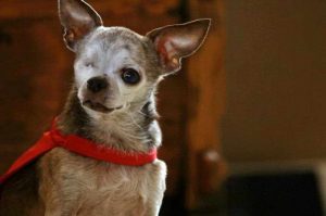 Chihuahua Heart Murmur Life Expectancy