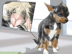 Chihuahua Heat Cycle