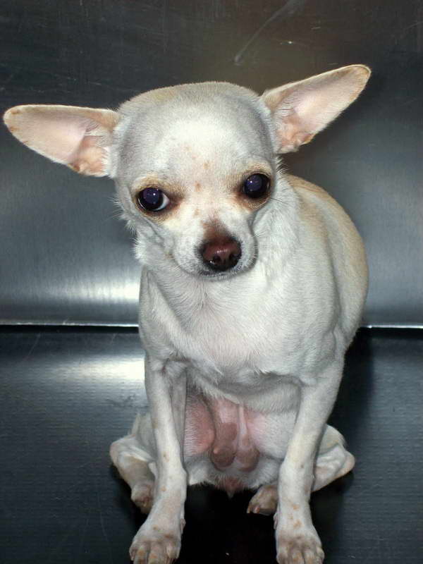 Chihuahua Hip Dysplasia