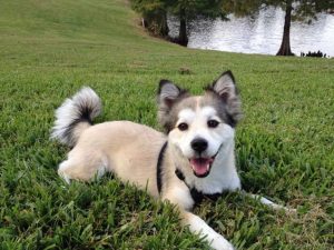 Chihuahua Husky Mix For Sale