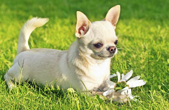 Chihuahua Hypoallergenic
