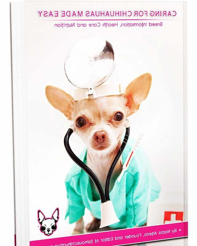 Chihuahua Information And Care