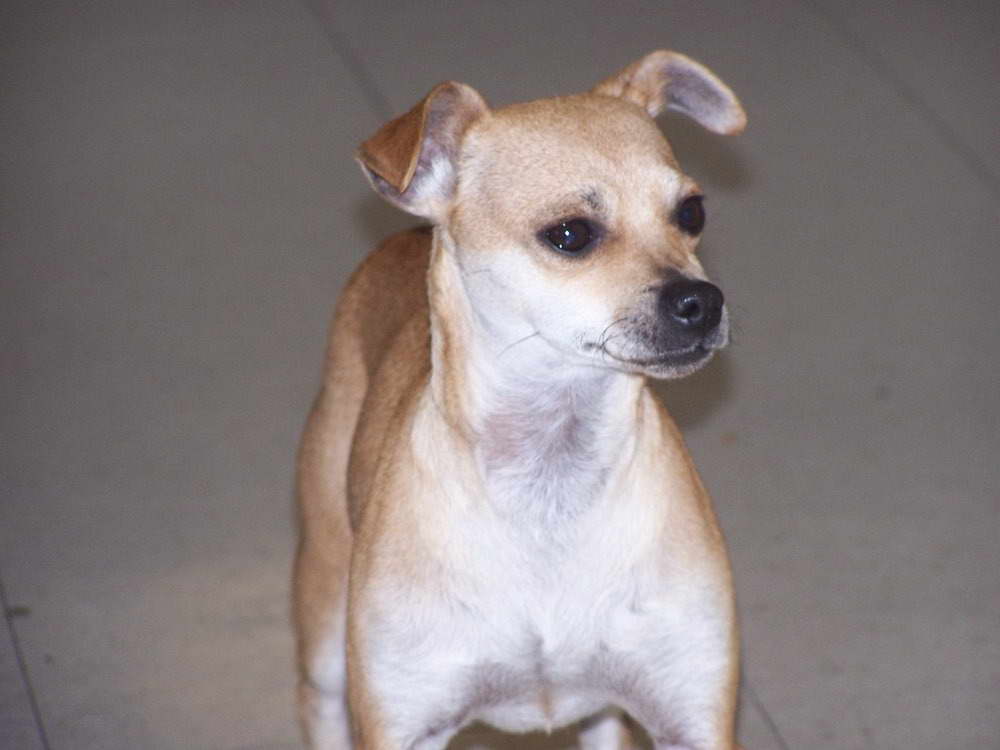 Chihuahua Italian Greyhound Puppy | PETSIDI