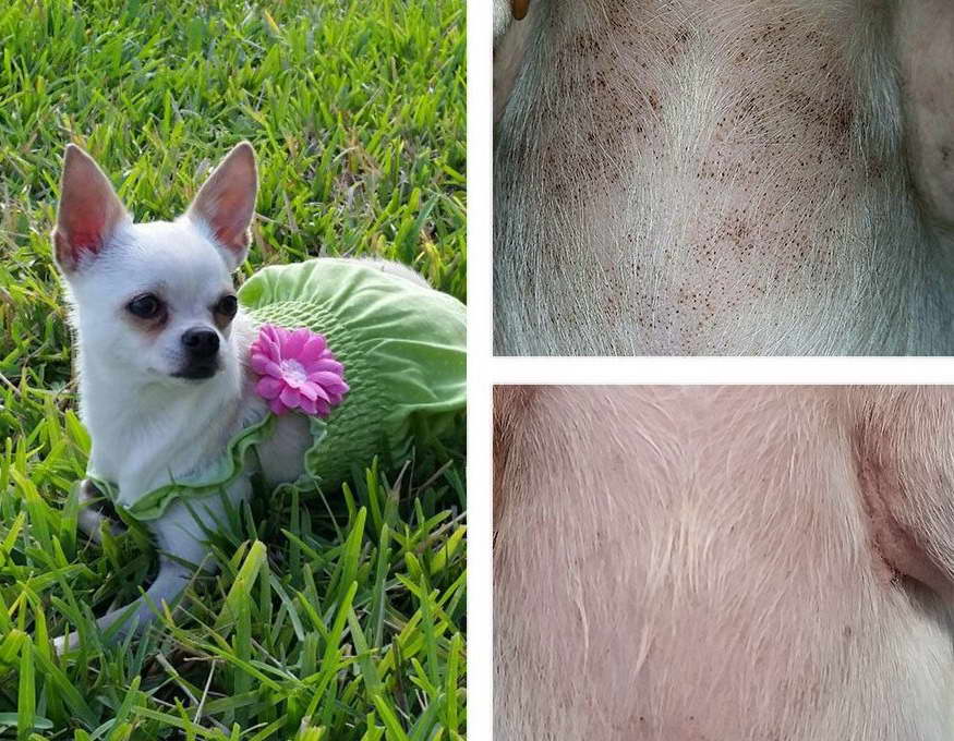 Chihuahua Itching Skin