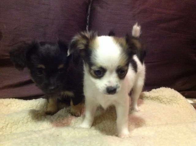 Chihuahua Jack Russell Puppies For Sale