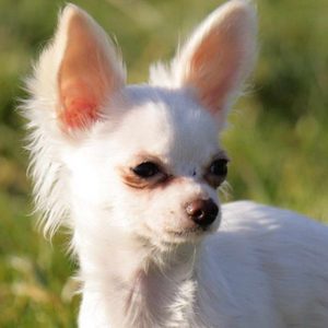 Chihuahua Kidney Failure