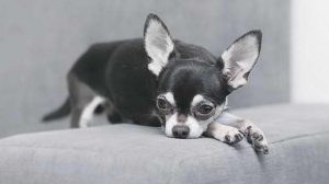 Chihuahua Knee Problems