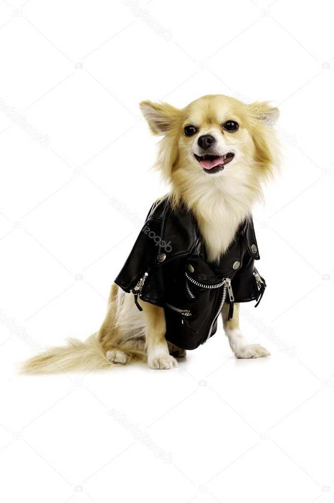Chihuahua Leather Jacket