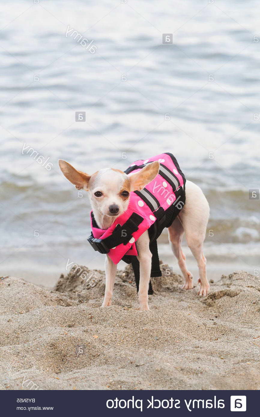 Chihuahua Life Jacket