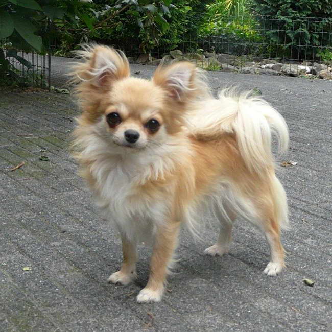 Chihuahua Long Hair Puppies
