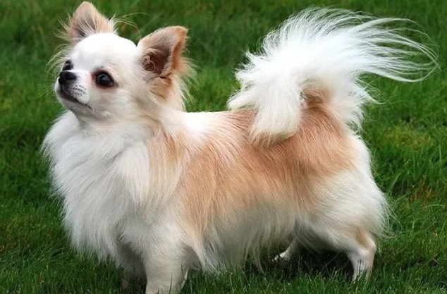 Chihuahua Long Hair Puppy For Sale