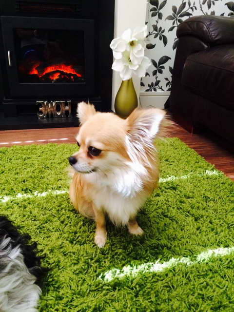 Chihuahua Long Haired For Sale