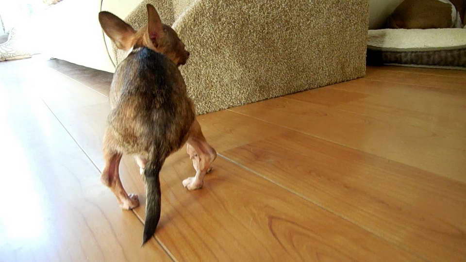 Chihuahua Luxating Patella