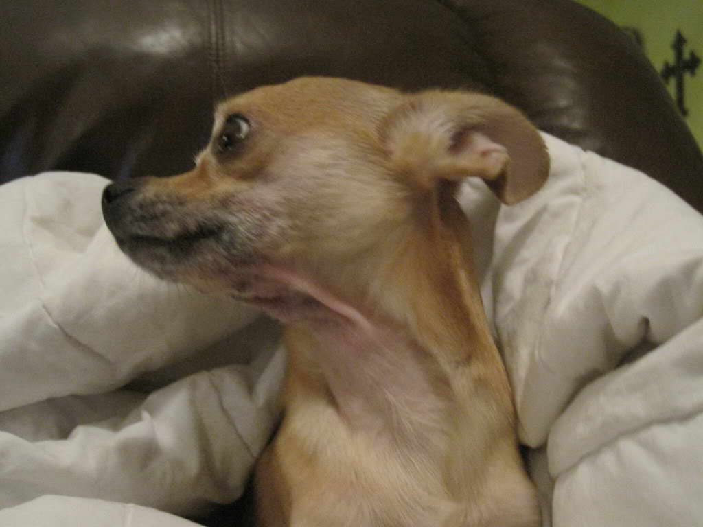 Chihuahua Mange