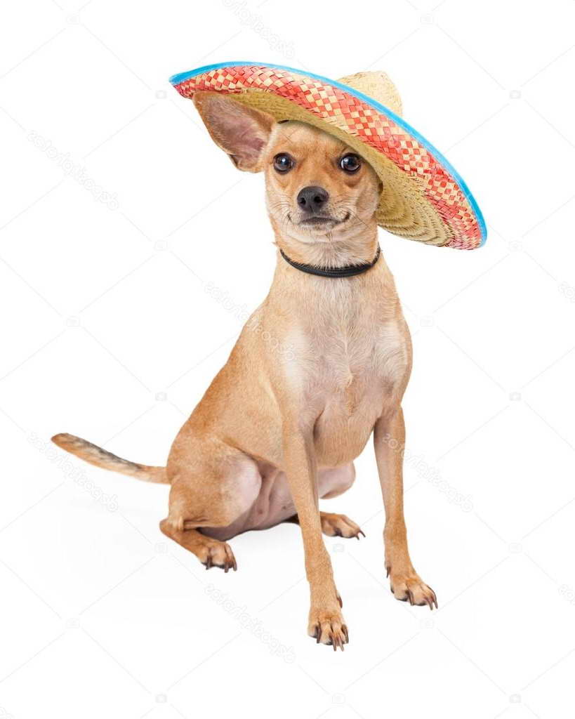 Chihuahua Mexican Dog