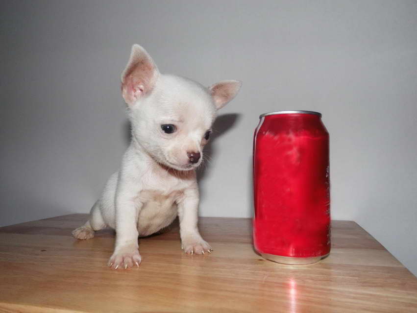 Chihuahua Mini Toy Precios | PETSIDI