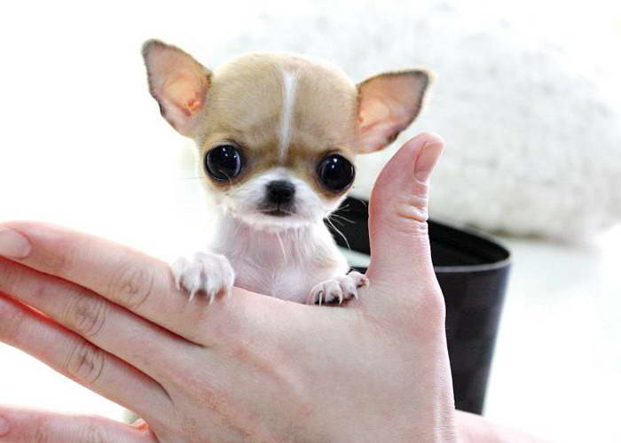 Chihuahua Mini Toys