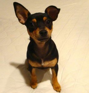 Chihuahua Miniature Pinscher Mix For Sale