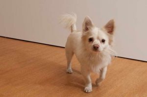 Chihuahua Mix Adoption