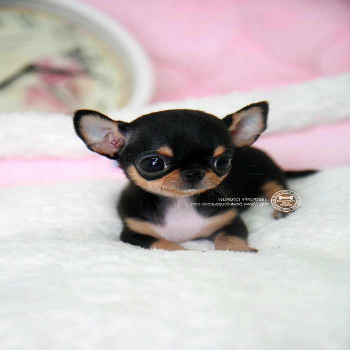 Chihuahua Mix Puppies For Sale In Michigan
