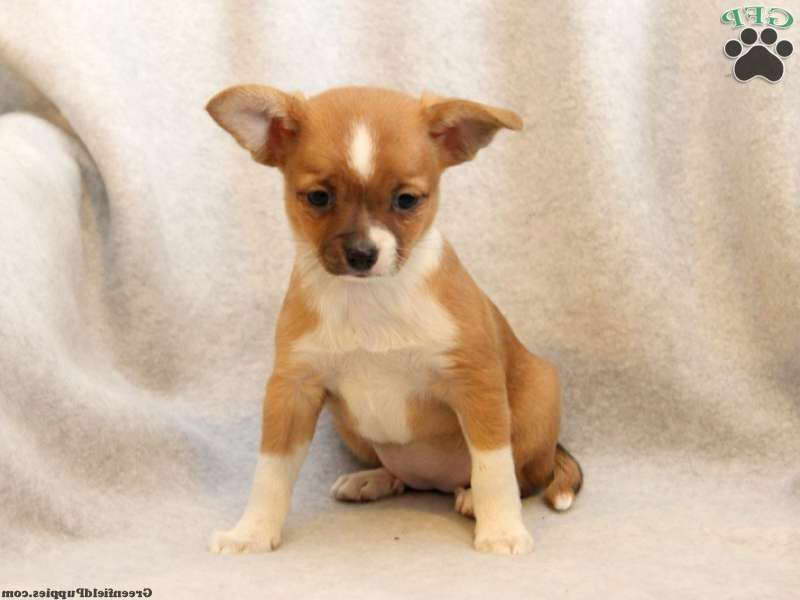 Chihuahua Mix Puppies For Sale In Pa