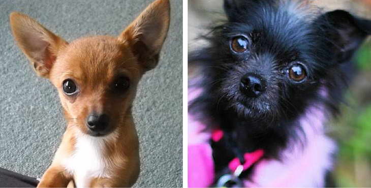 Chihuahua Mix Puppy