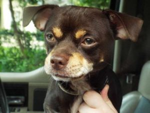 Chihuahua Mix Rescue