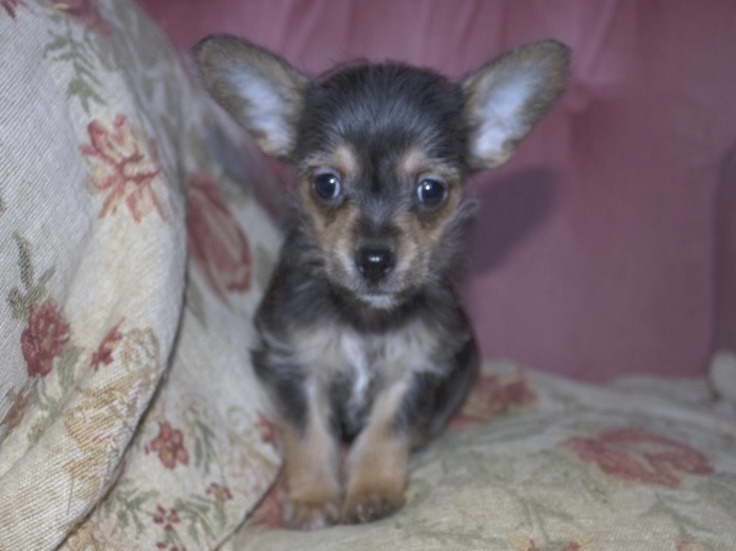 Chihuahua Mix With Yorkie For Sale