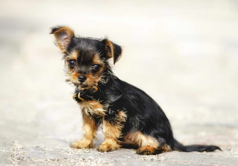 Chihuahua Mixed With Yorkie