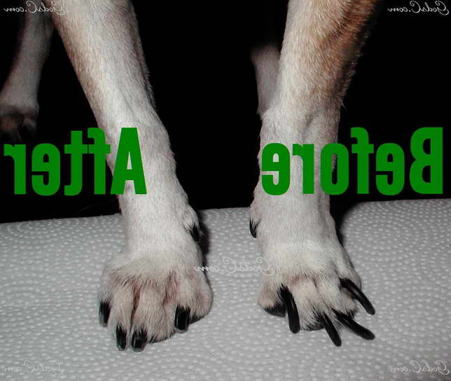 Chihuahua Nails