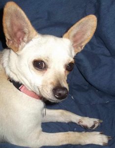 Chihuahua North Carolina