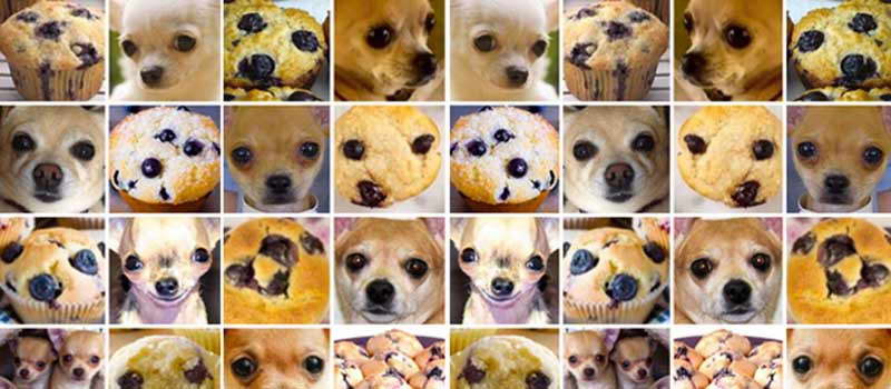 Chihuahua Or Muffin
