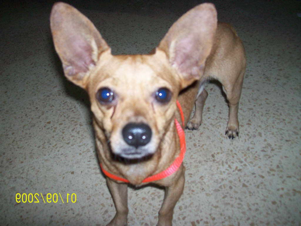 Chihuahua Original