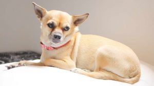 Chihuahua Pain Relief