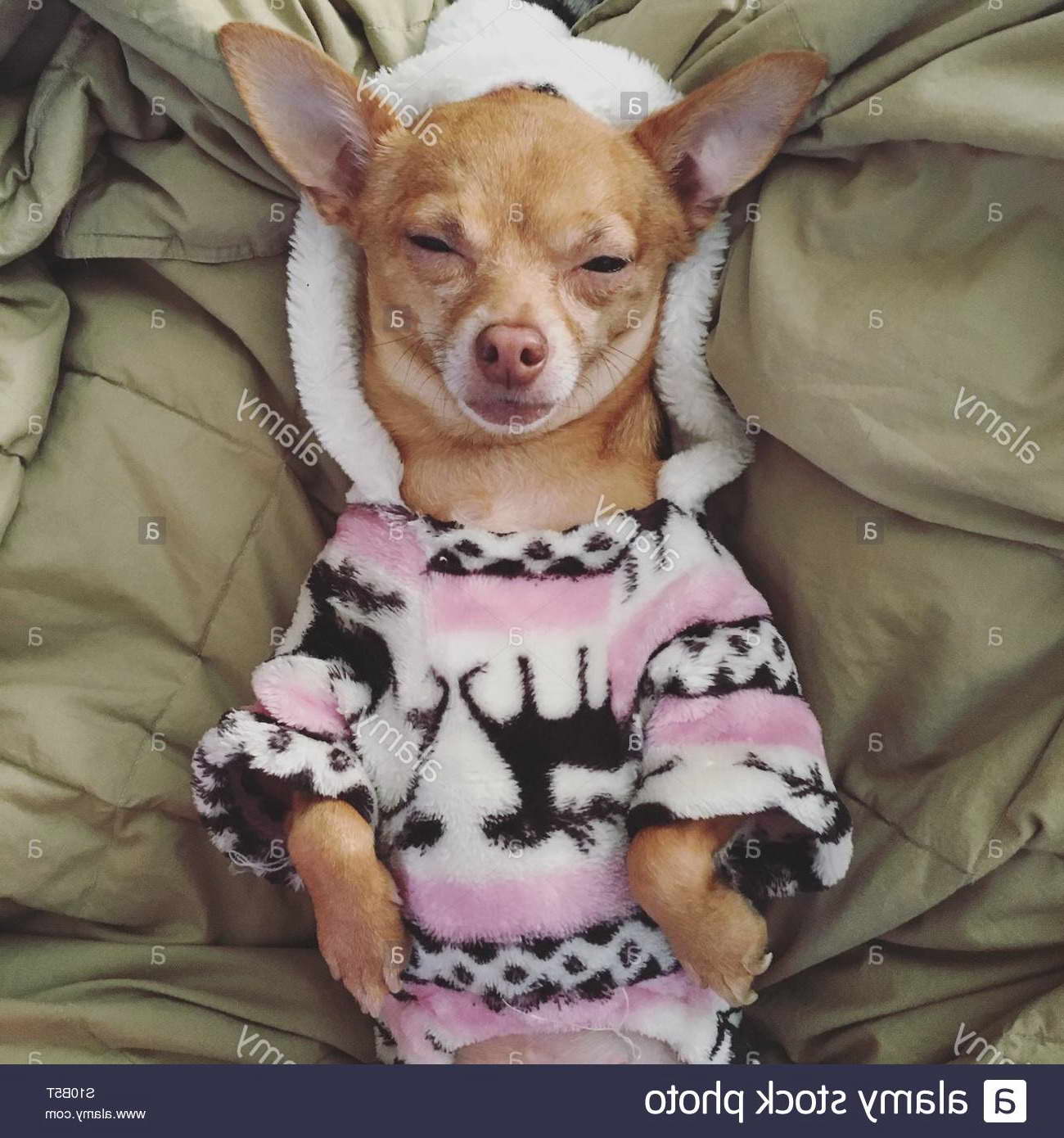 Chihuahua Pajamas