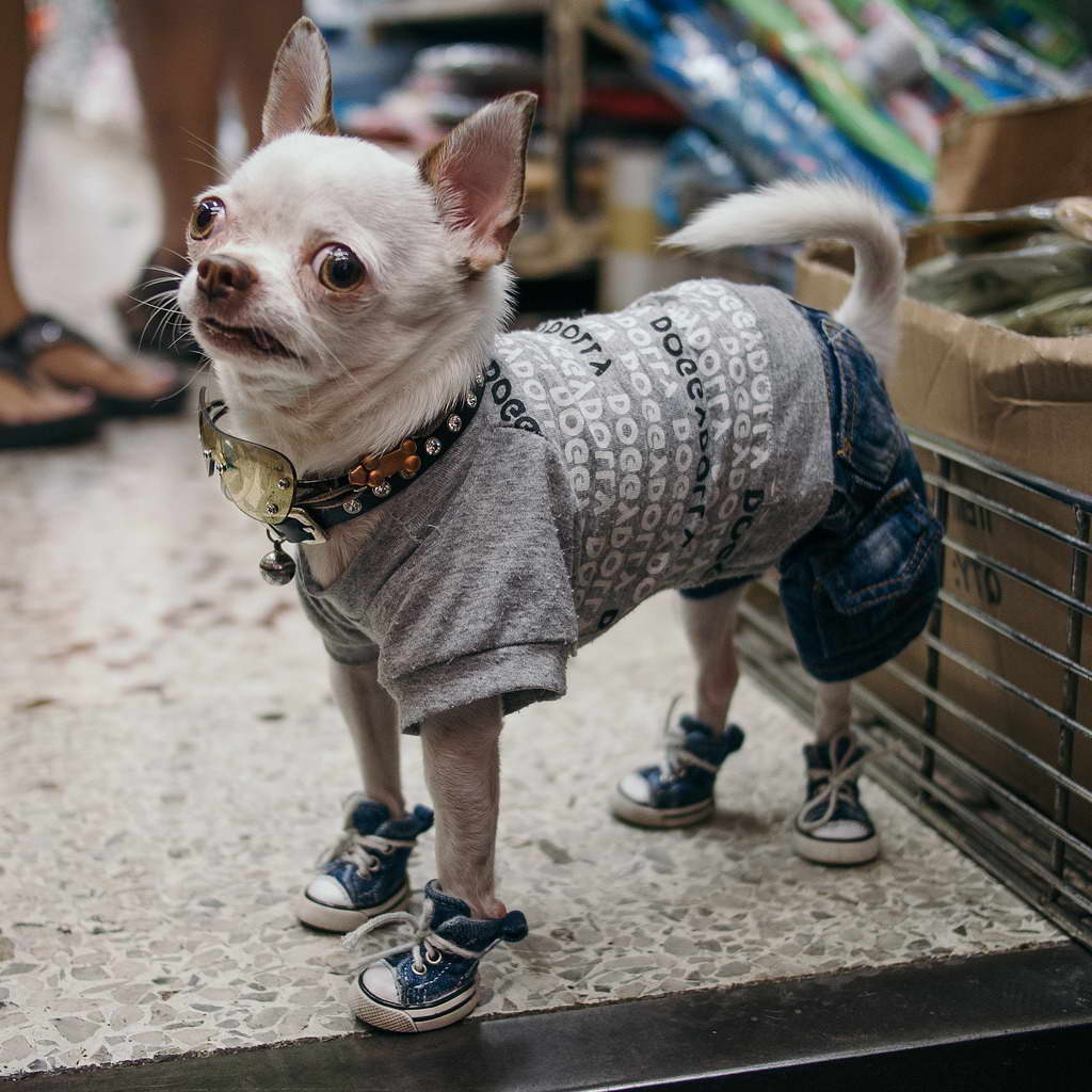 Chihuahua Pants