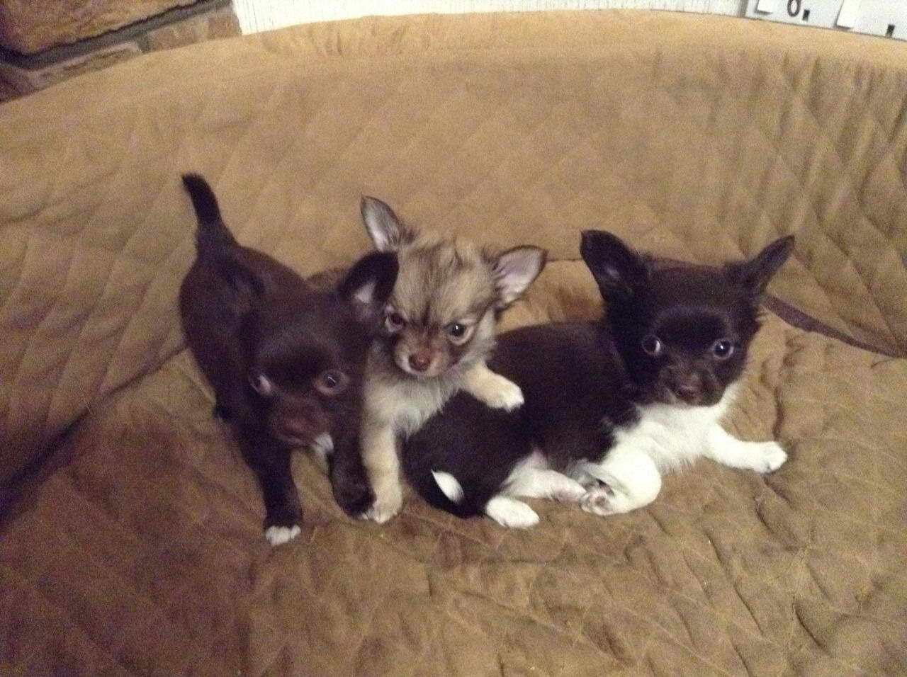 Chihuahua Papillon Puppies For Sale