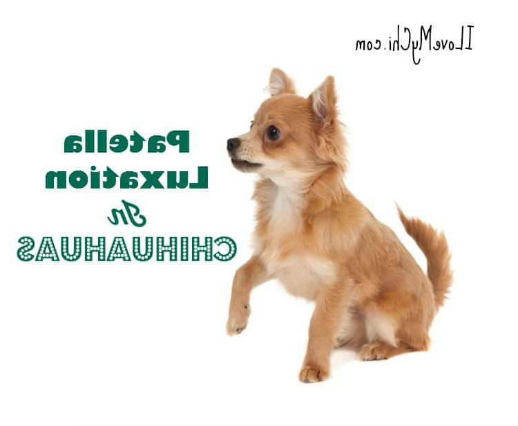 Chihuahua Patella Luxation