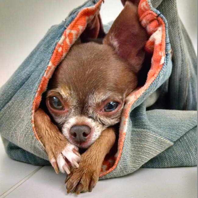 Chihuahua Paws