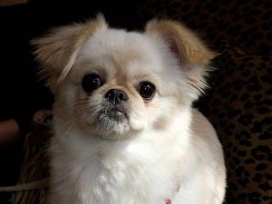 Chihuahua Pekingese Puppies