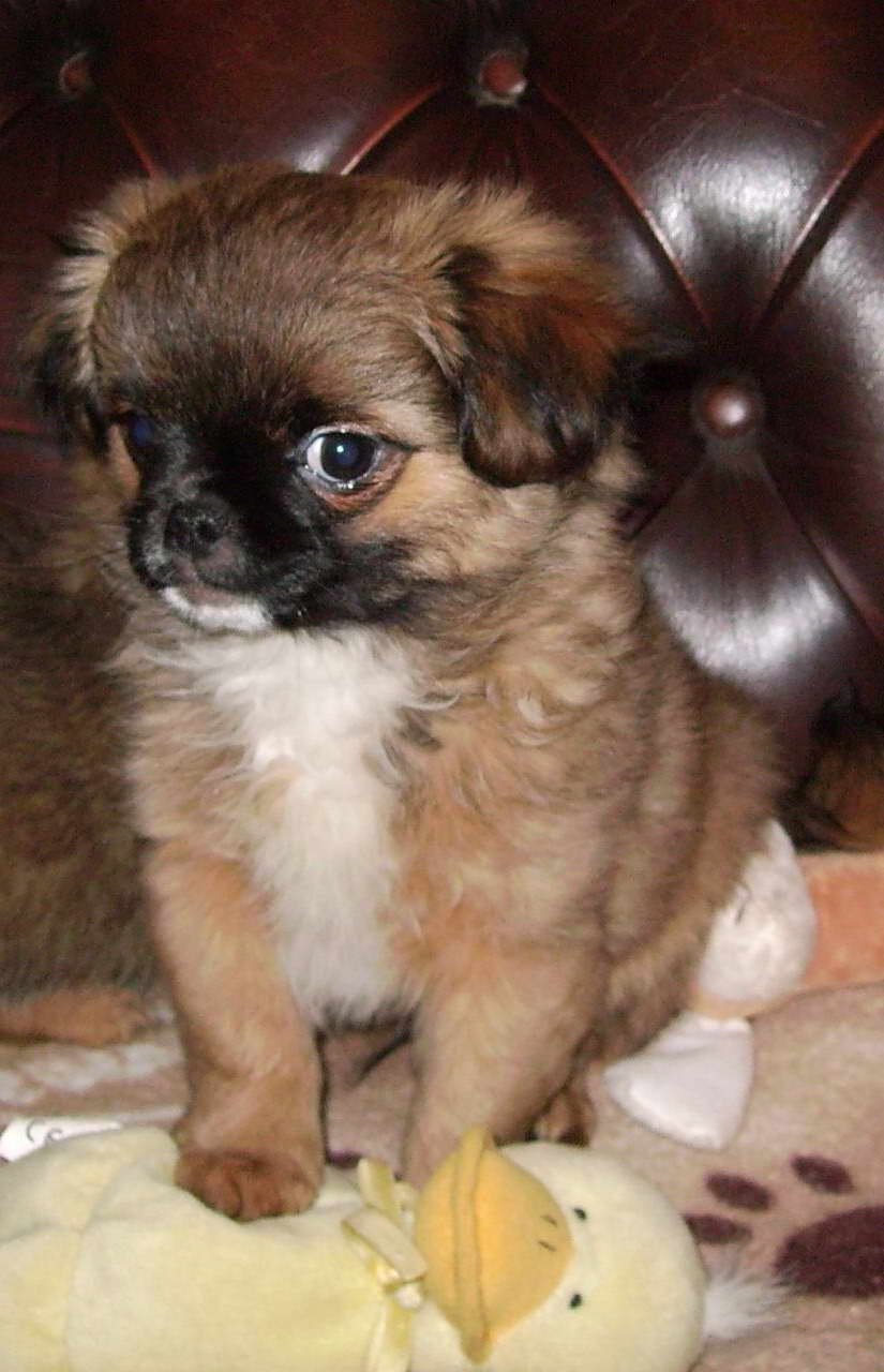 Chihuahua Pekingese Puppies For Sale PETSIDI