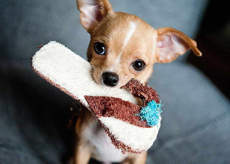 Chihuahua Perros