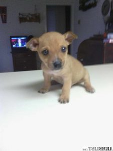 Chihuahua Pitbull Mix Price